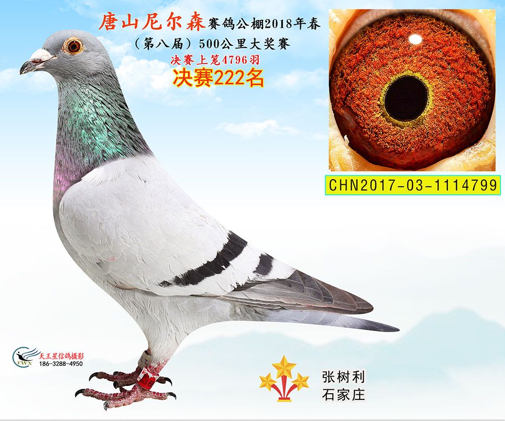 尼尔森决赛222名