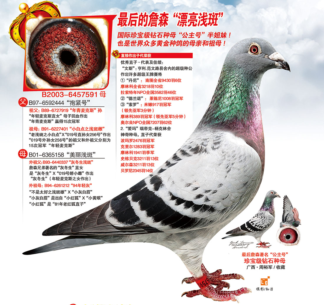 信鸽在线拍卖平台 - 中国信鸽信息网