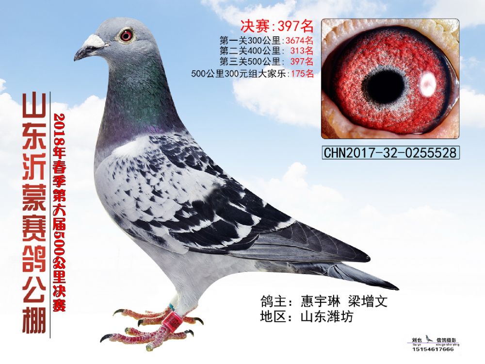 山东沂蒙赛鸽公棚18年春决赛获奖鸽301—400名