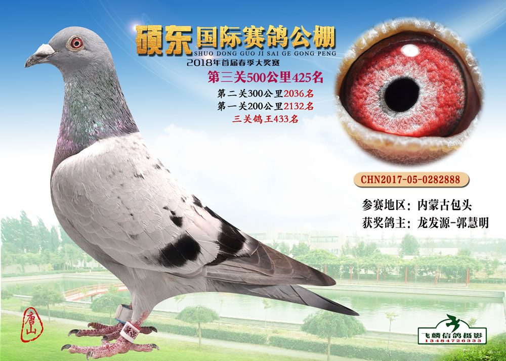 信鸽拍卖首页 拍卖专题 查看拍卖商品 编号:688204 足环号: 性别:不详