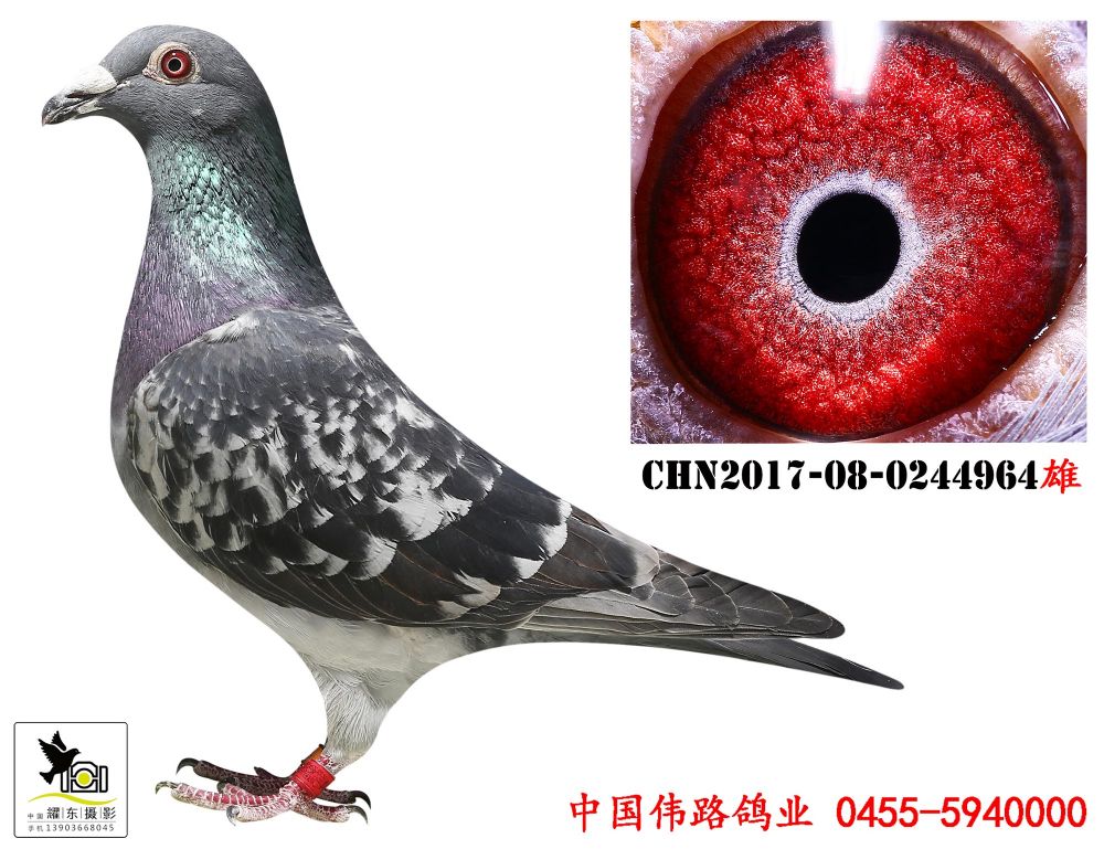 推荐铭鸽  定价鸽  信鸽拍卖 黄金配对   网上展厅 管 理  鸽保健品