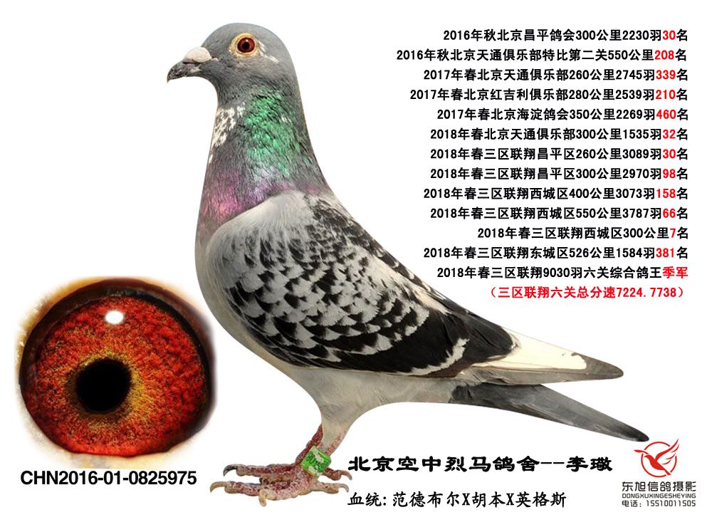 信鸽在线拍卖平台 - 中国信鸽信息网