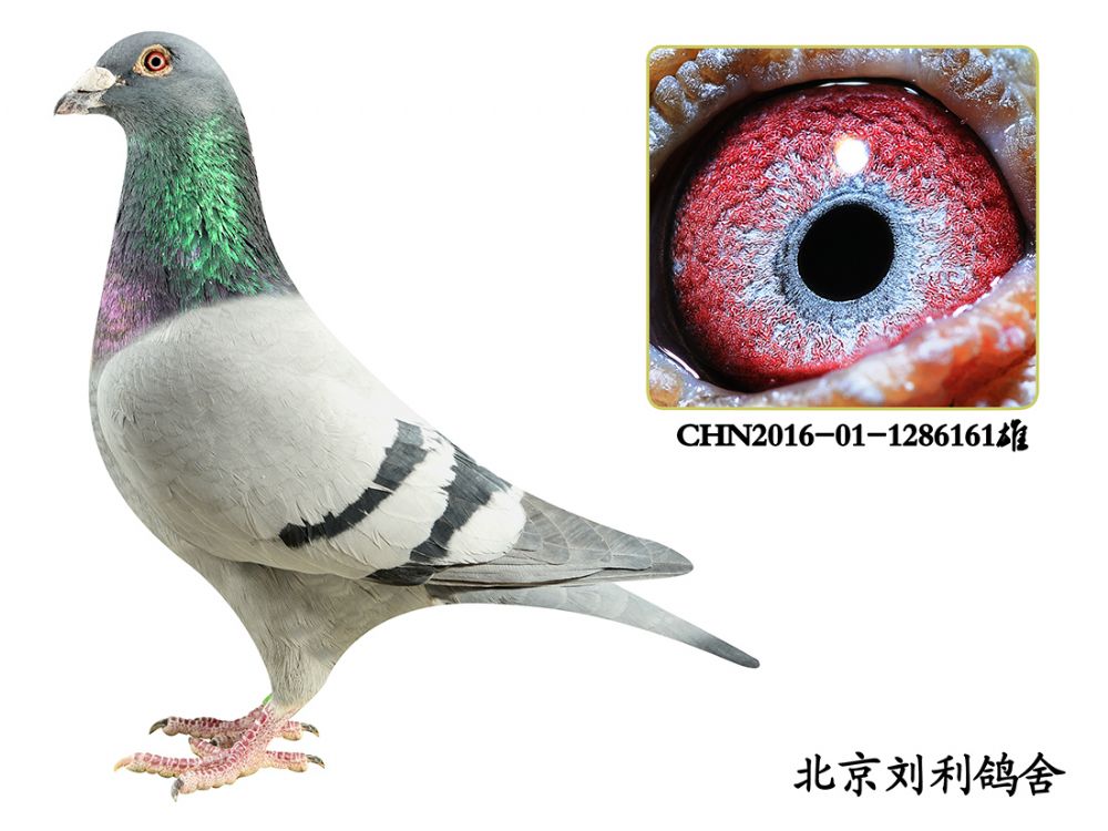 >> 查看拍卖商品