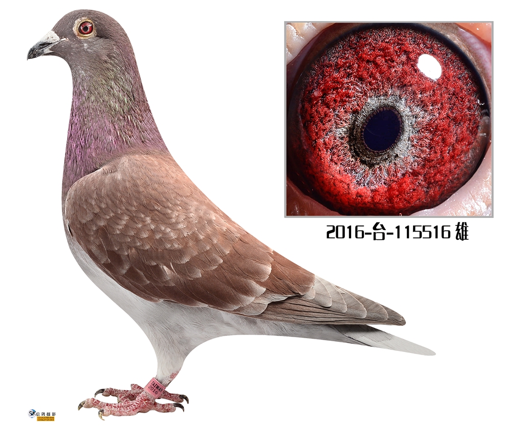 >> 查看拍卖商品