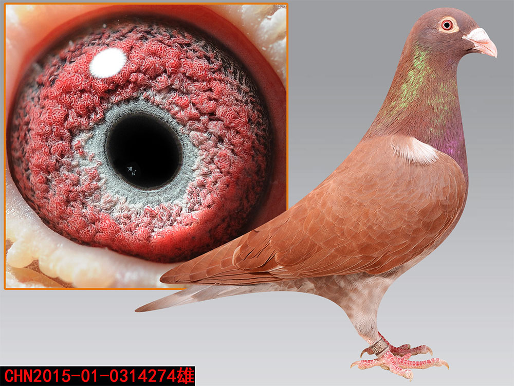 >> 查看拍卖商品