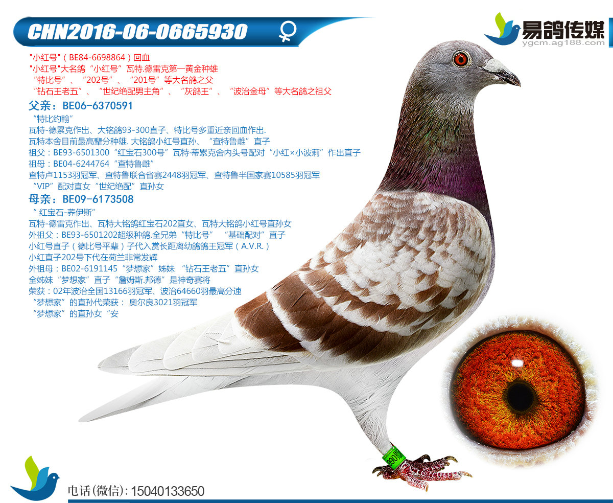 易鸽传媒在线拍鸽