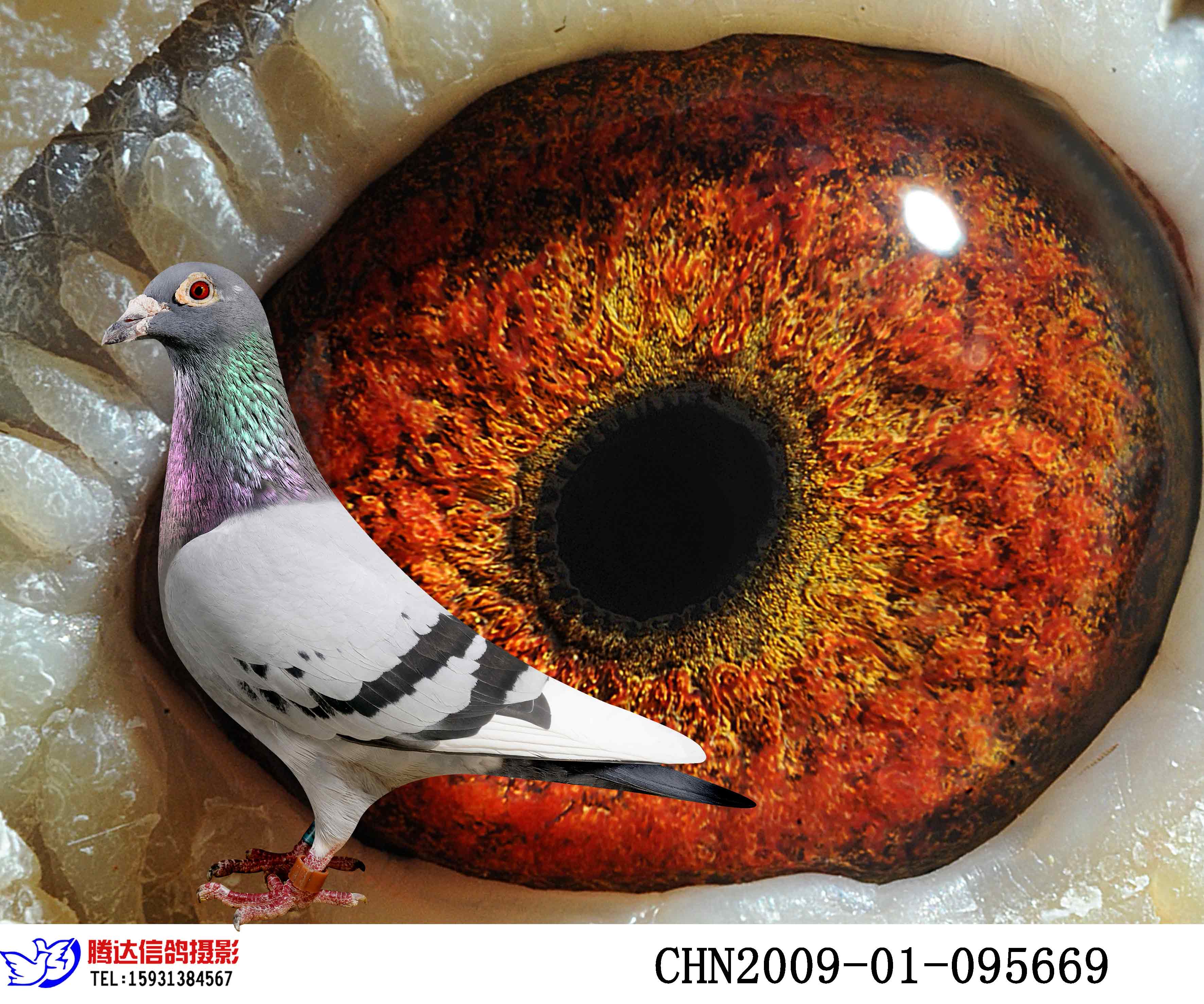 >> 查看拍卖商品