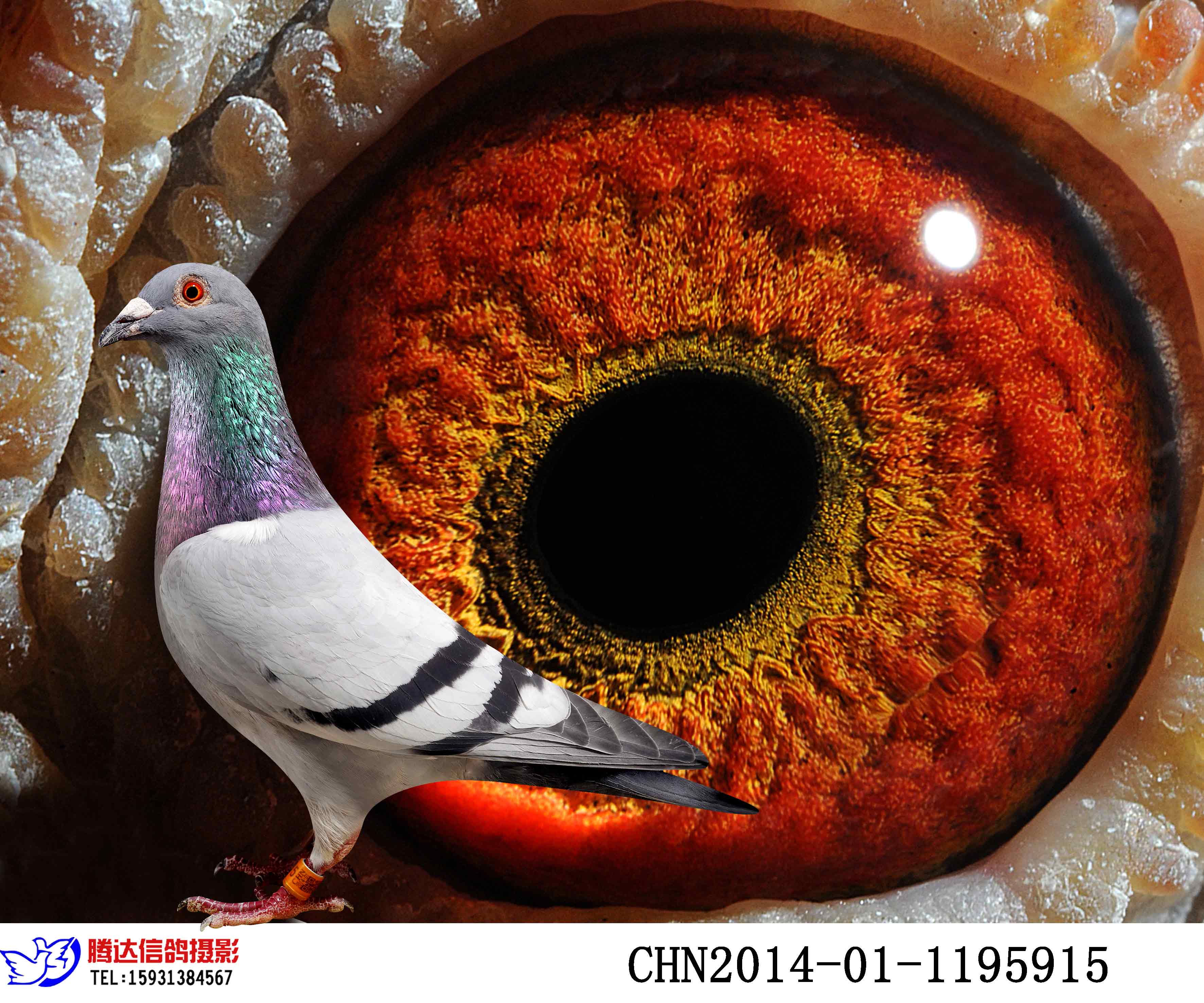 >> 查看拍卖商品