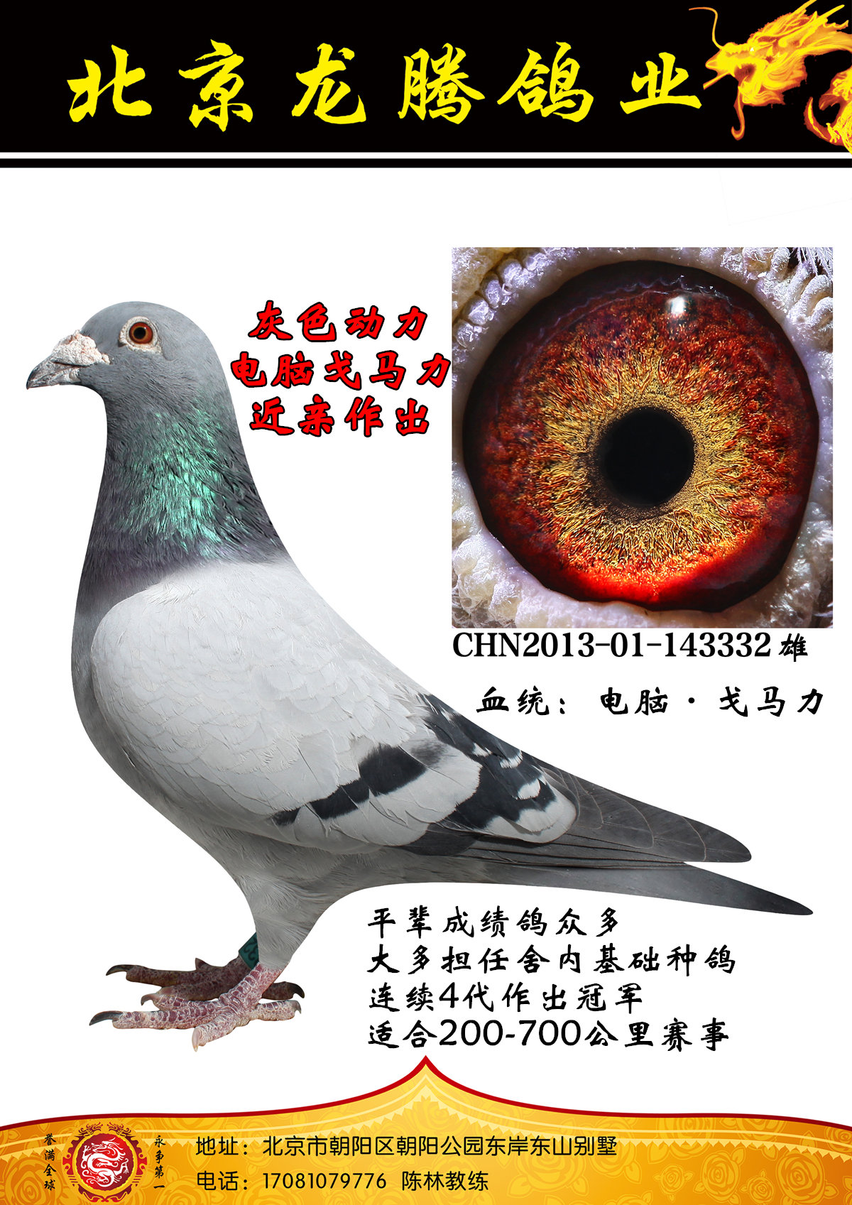 信鸽在线拍卖平台 - 中国信鸽信息网