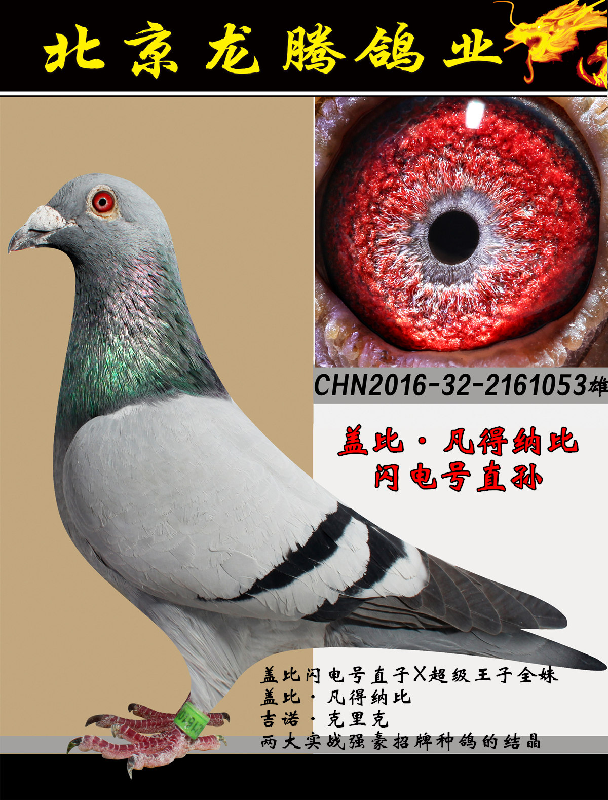 信鸽在线拍卖平台 - 中国信鸽信息网