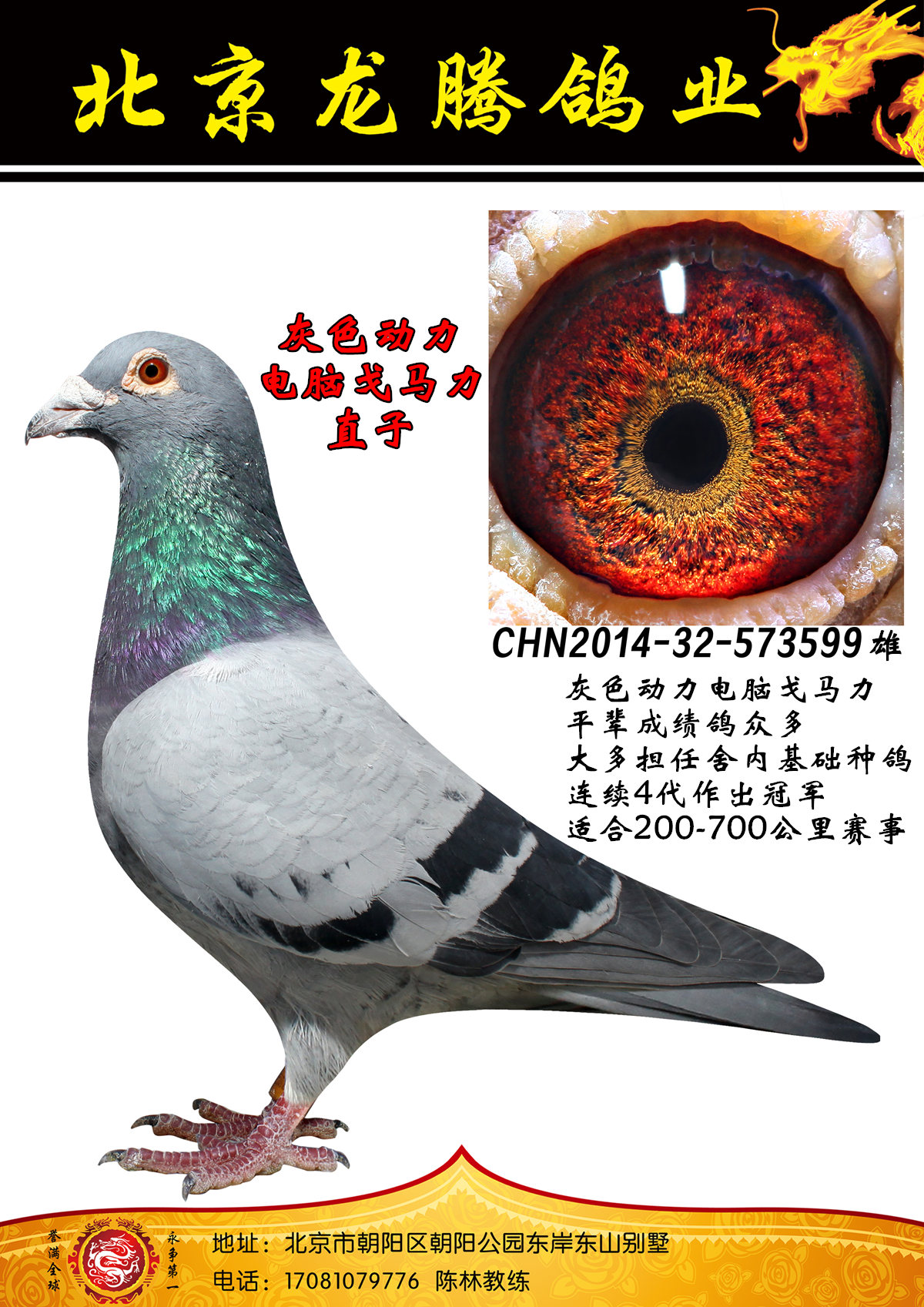 信鸽在线拍卖平台 - 中国信鸽信息网