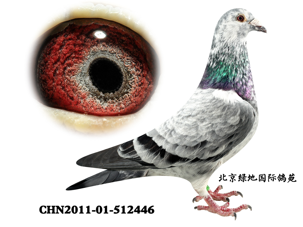 信鸽在线拍卖平台 - 中国信鸽信息网