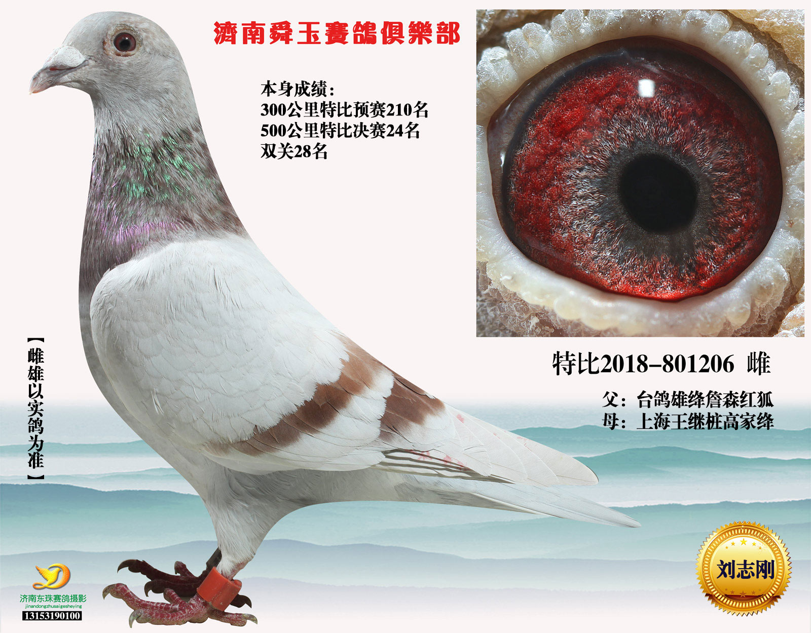 信鸽在线拍卖平台 - 中国信鸽信息网