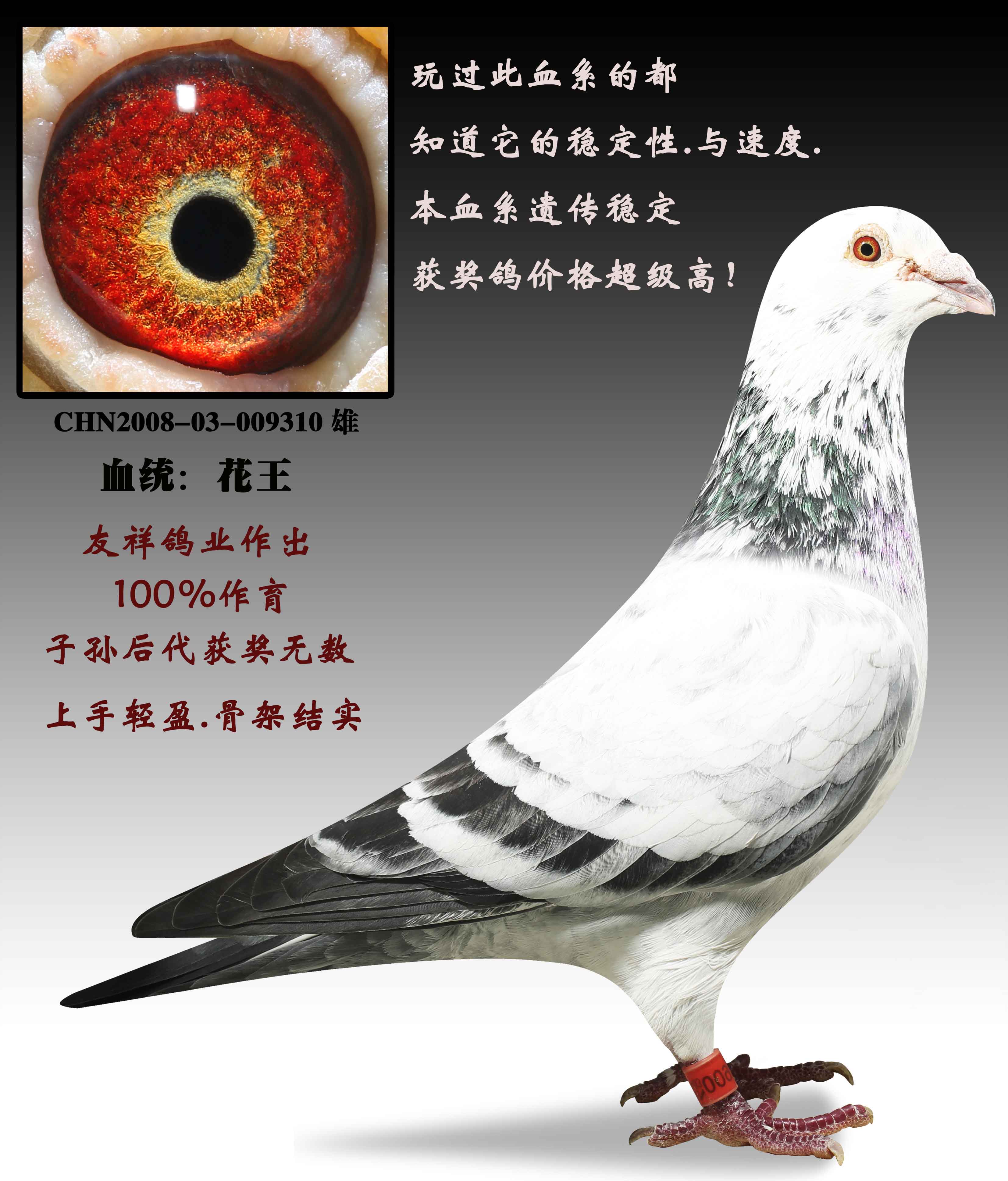 信鸽在线拍卖平台 - 中国信鸽信息网