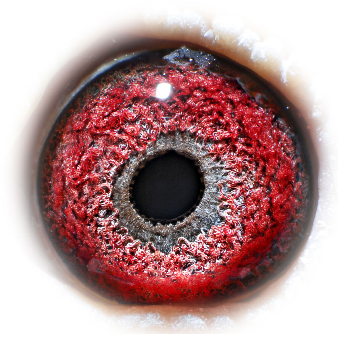 信鸽在线拍卖平台 - 中国信鸽信息网