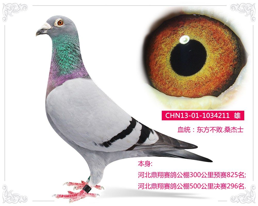 信鸽在线拍卖平台 - 中国信鸽信息网