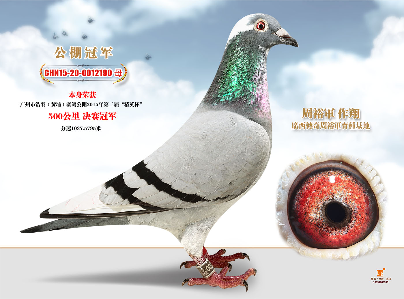 广西周裕军在线拍鸽