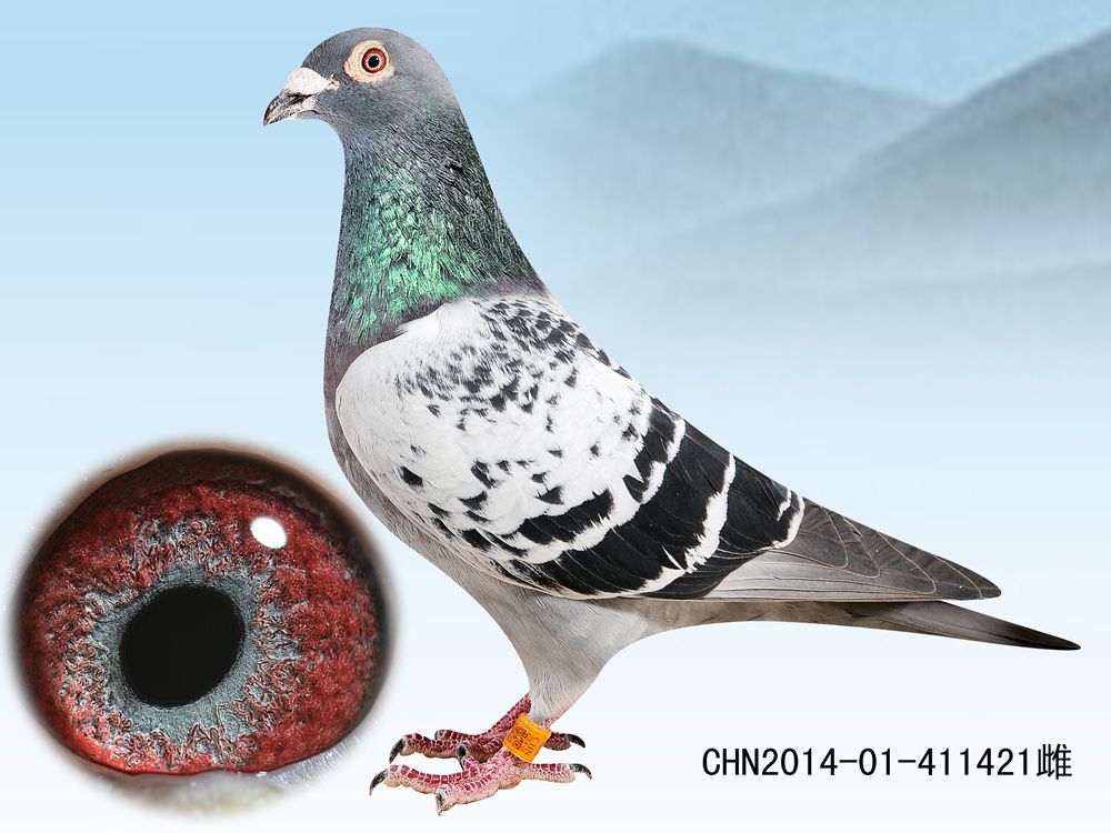 >> 查看拍卖商品