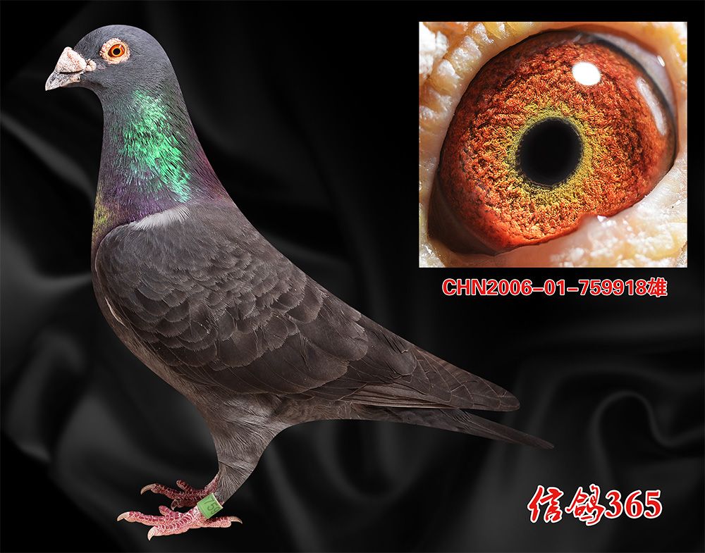 信鸽在线拍卖平台 - 中国信鸽信息网