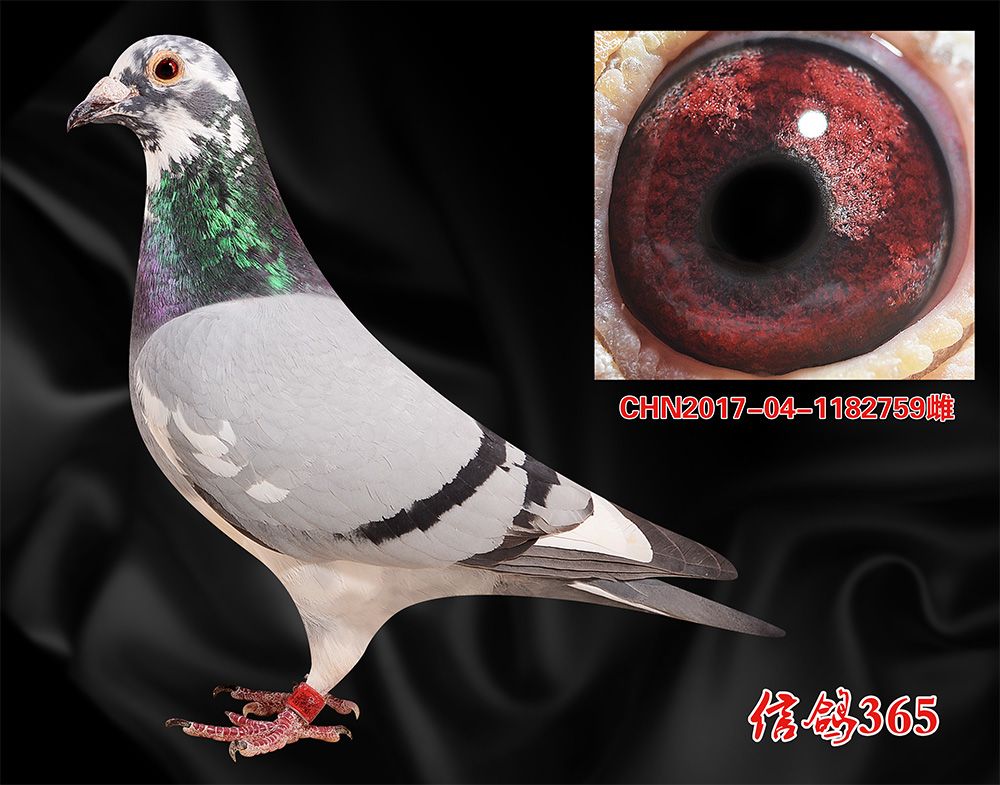 >> 查看拍卖商品