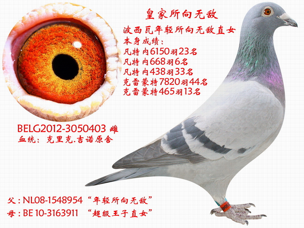 信鸽在线拍卖平台 - 中国信鸽信息网