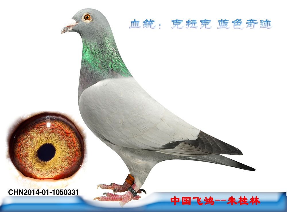 >> 查看拍卖商品