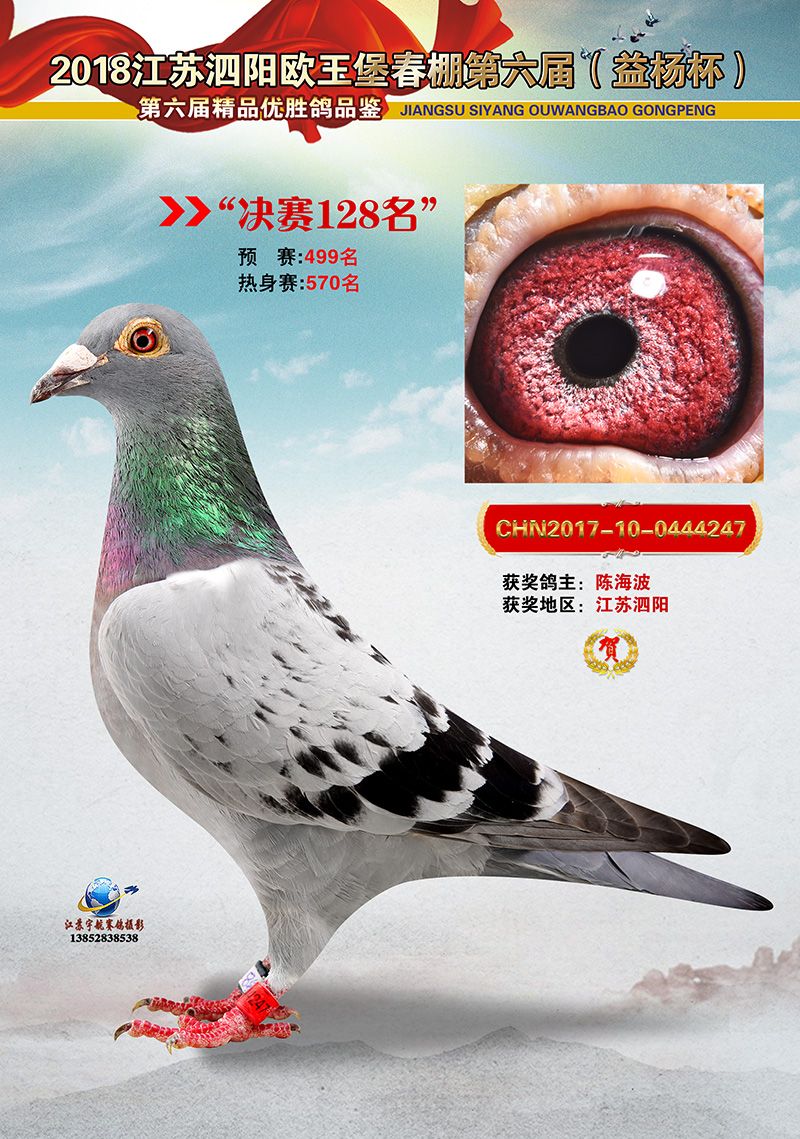 信鸽在线拍卖平台 - 中国信鸽信息网