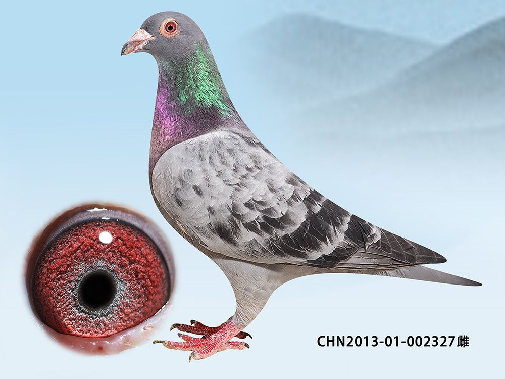 >> 查看拍卖商品