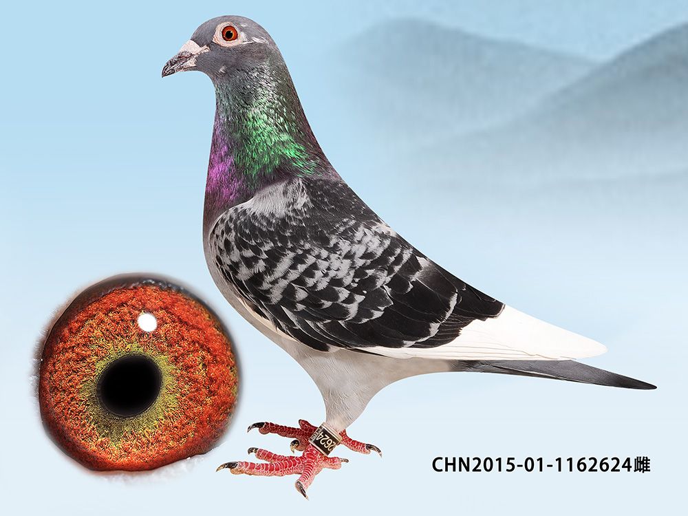 信鸽在线拍卖平台 - 中国信鸽信息网