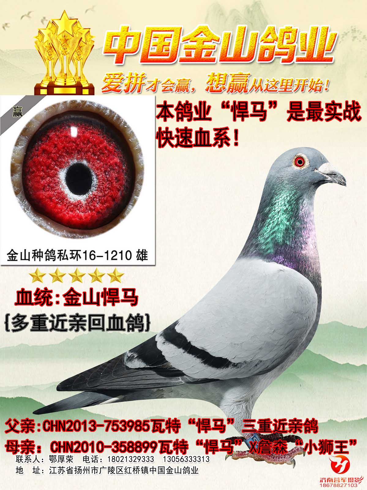 中国金山鸽业 - 中信网铭鸽展厅 www.ag188.com