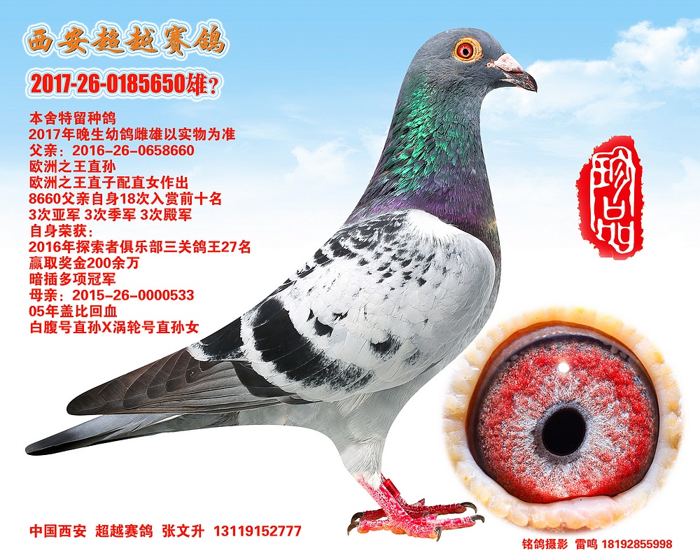 信鸽在线拍卖平台 - 中国信鸽信息网