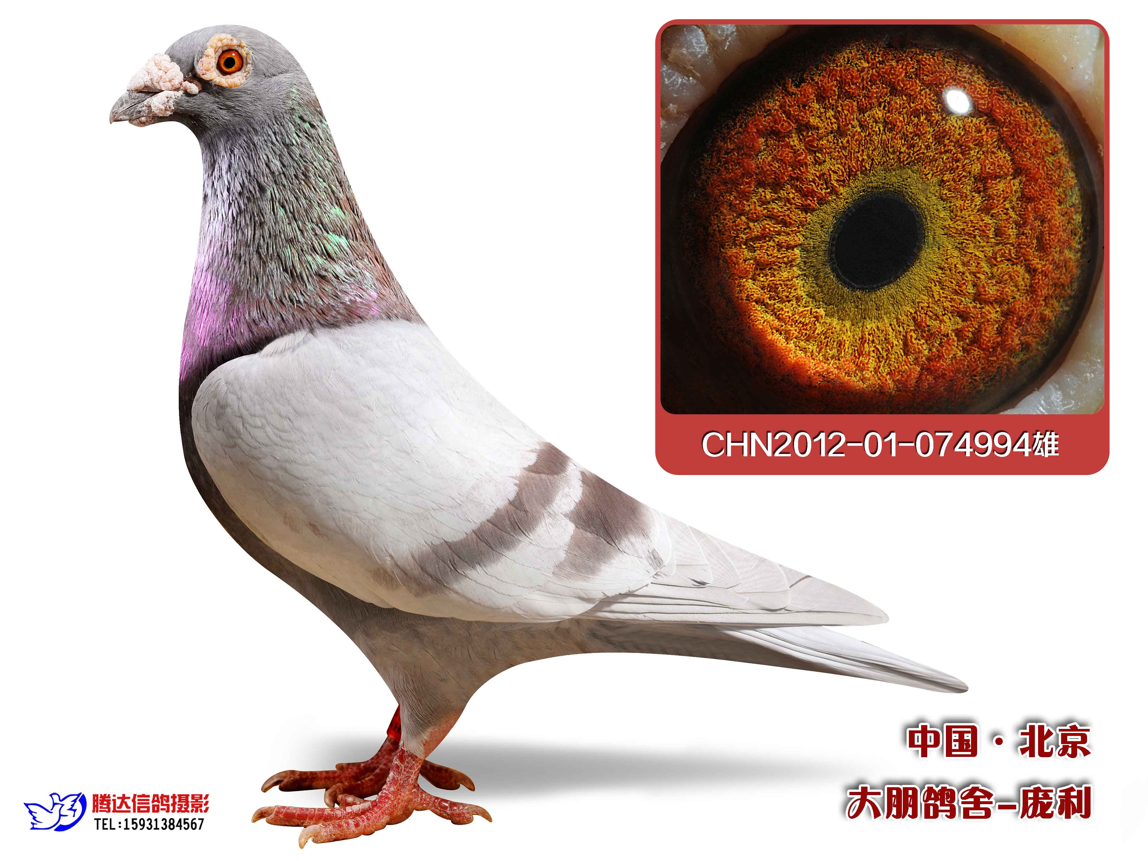 信鸽在线拍卖平台 - 中国信鸽信息网