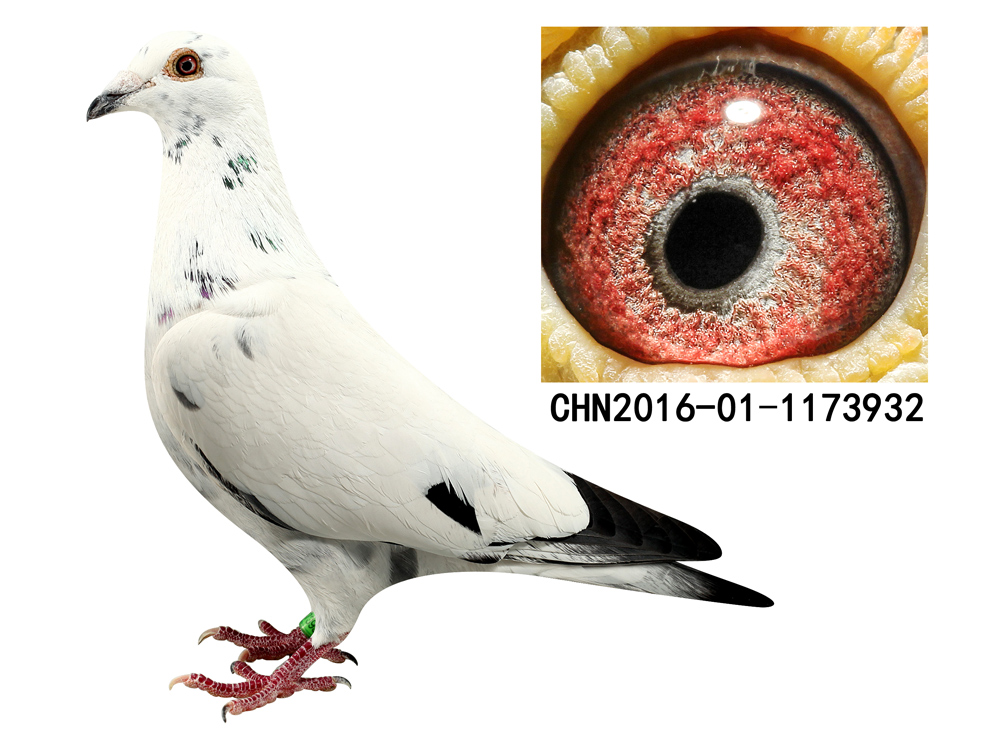 信鸽拍卖首页 拍卖专题 >> 查看拍卖商品 观看竞标过程 运输及特别