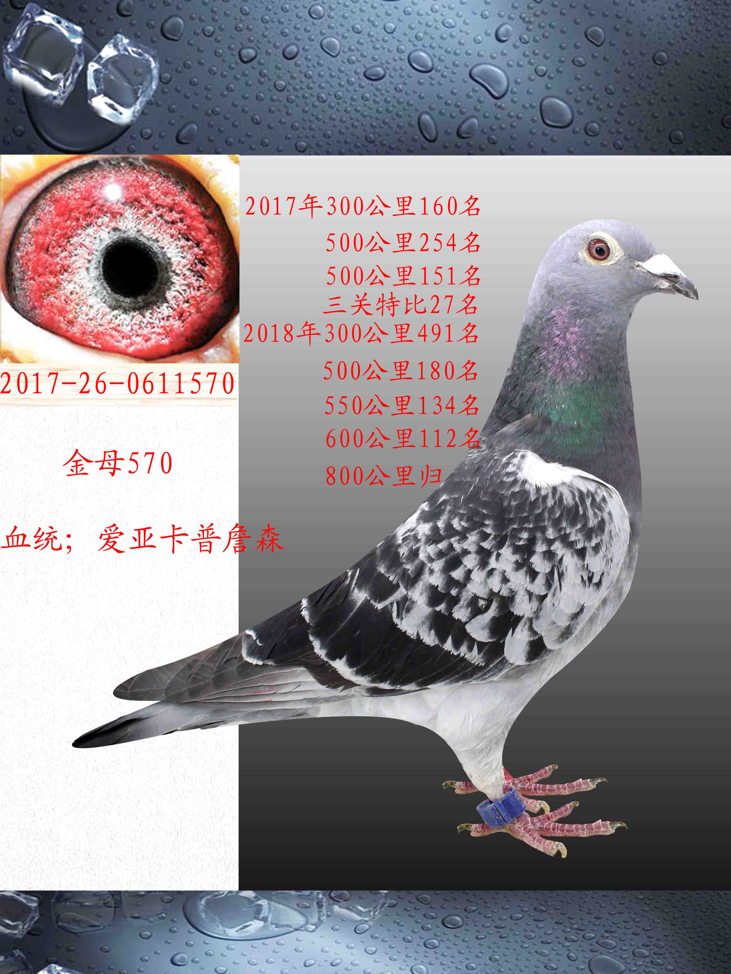信鸽在线拍卖平台 - 中国信鸽信息网