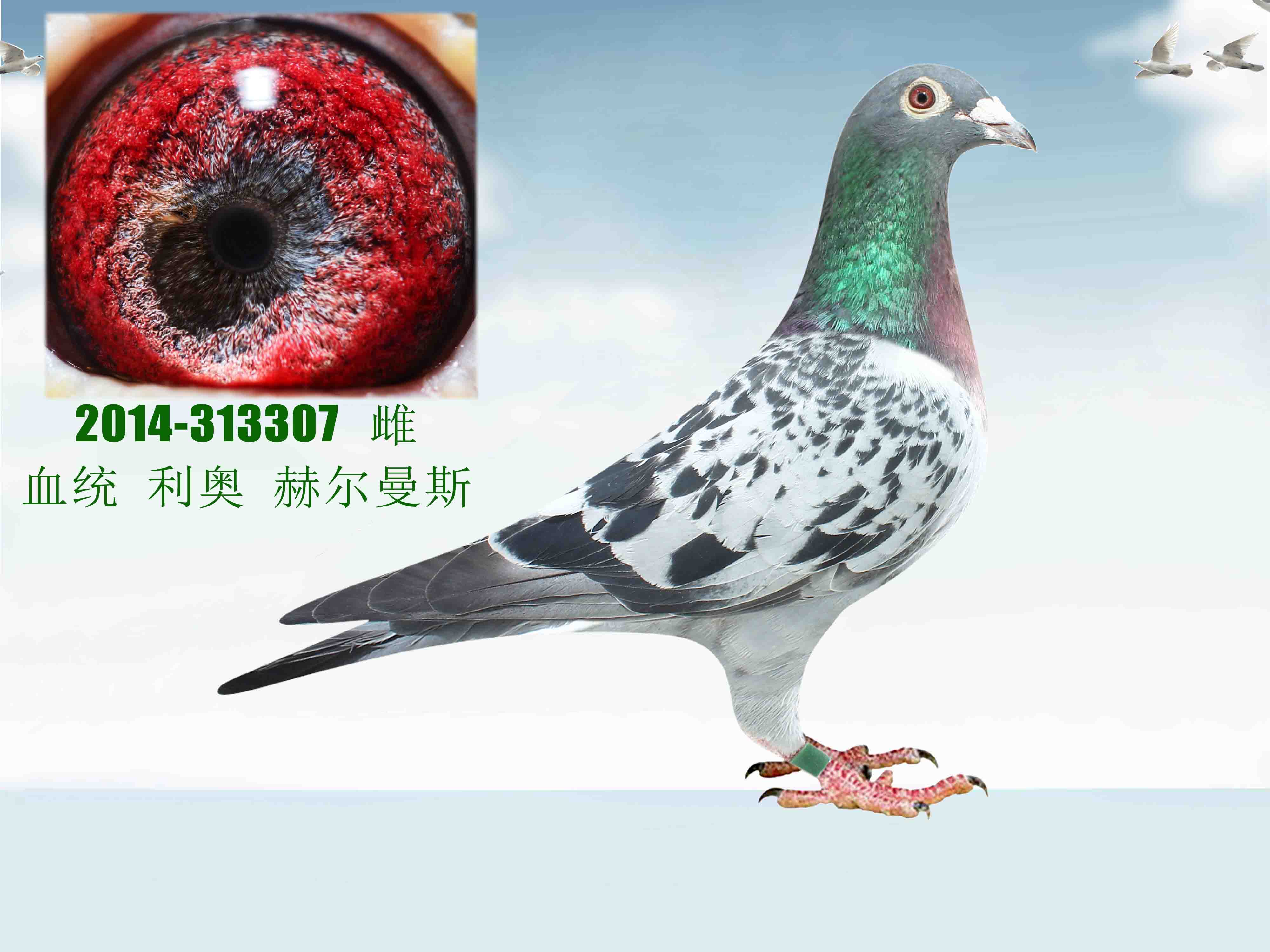 信鸽在线拍卖平台 - 中国信鸽信息网