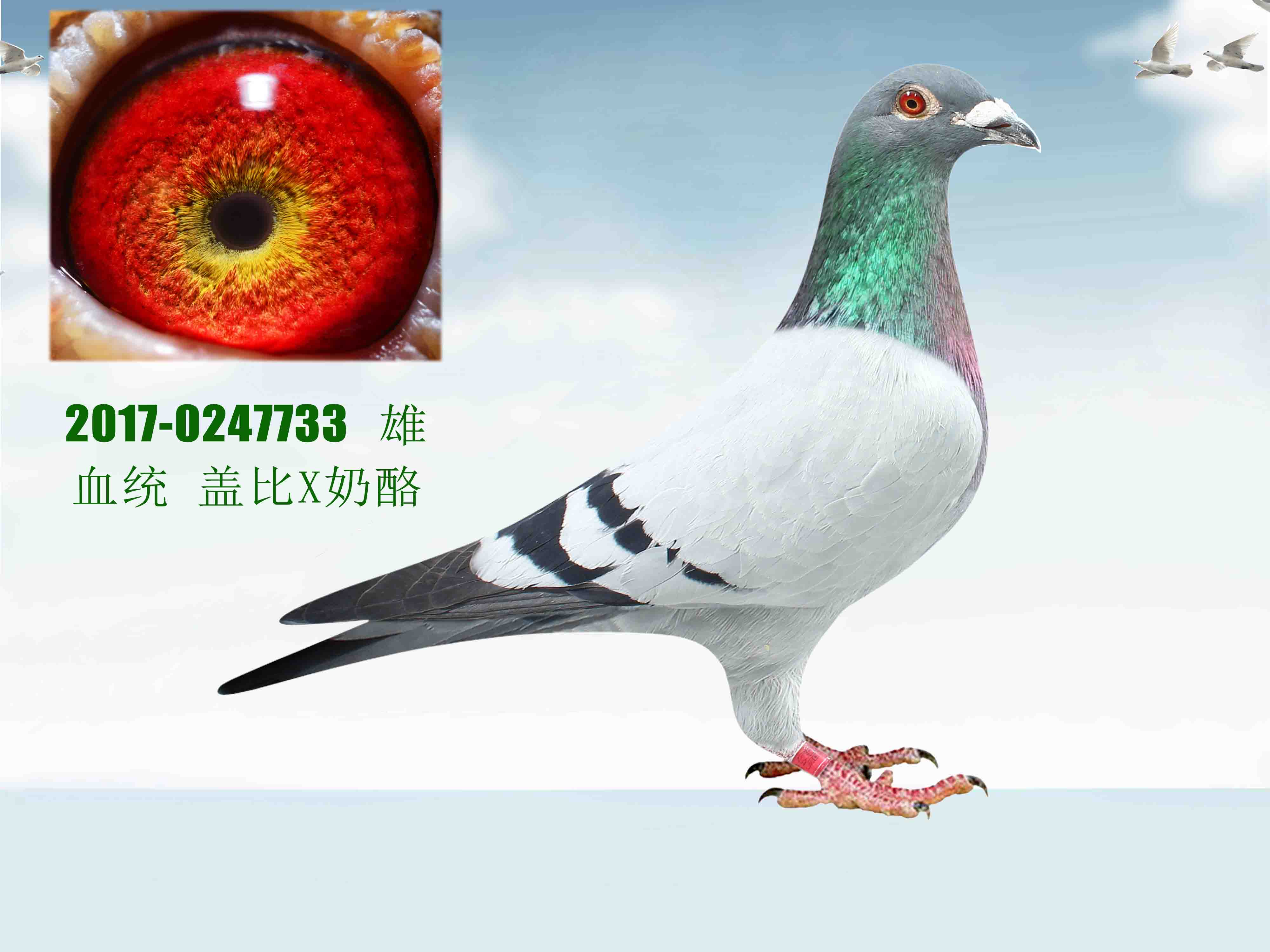 信鸽在线拍卖平台 - 中国信鸽信息网