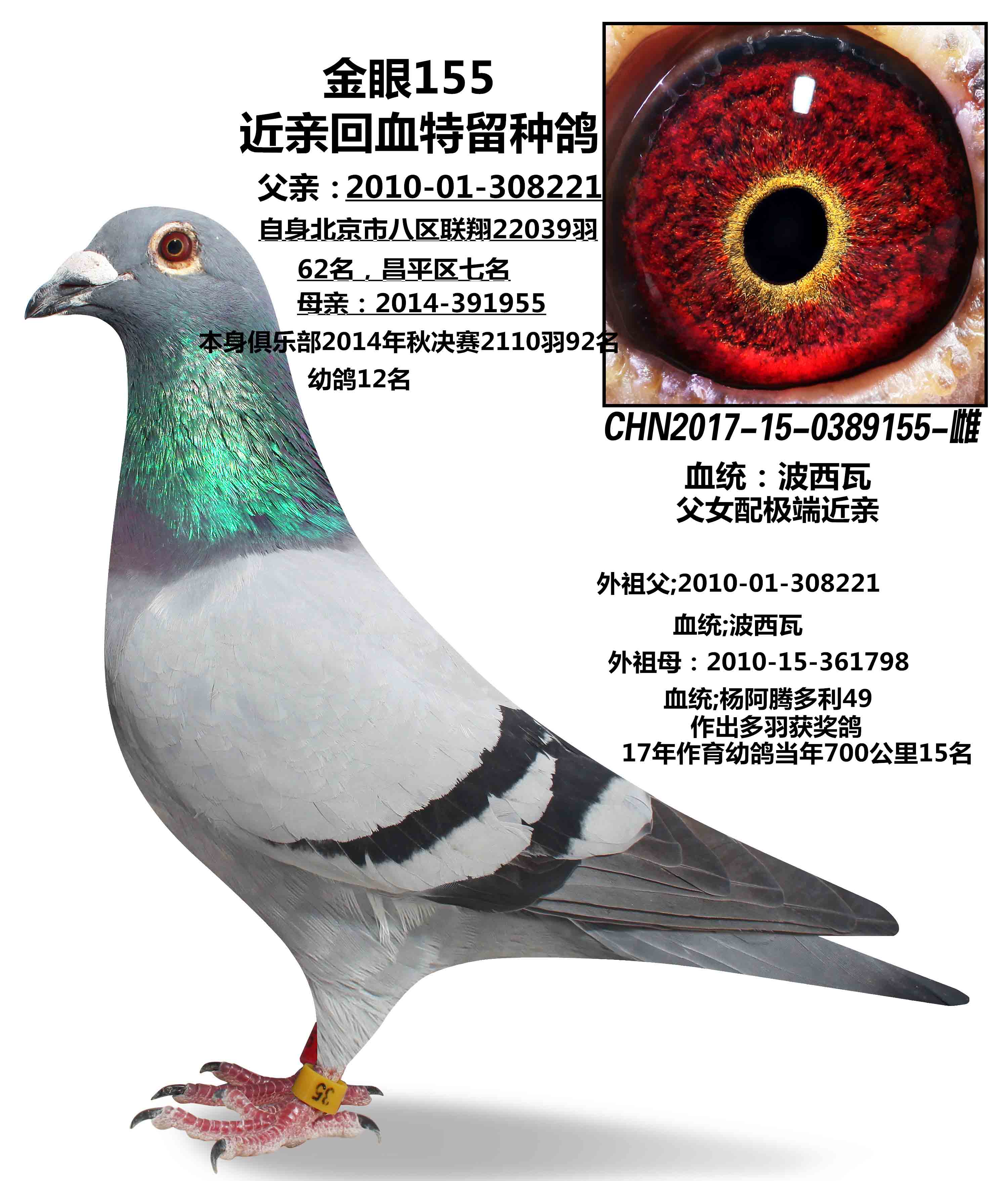 信鸽在线拍卖平台 - 中国信鸽信息网