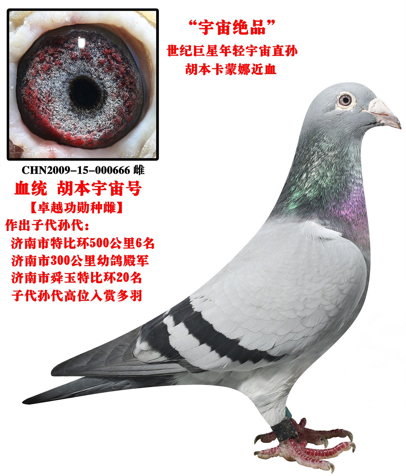 信鸽在线拍卖平台 - 中国信鸽信息网