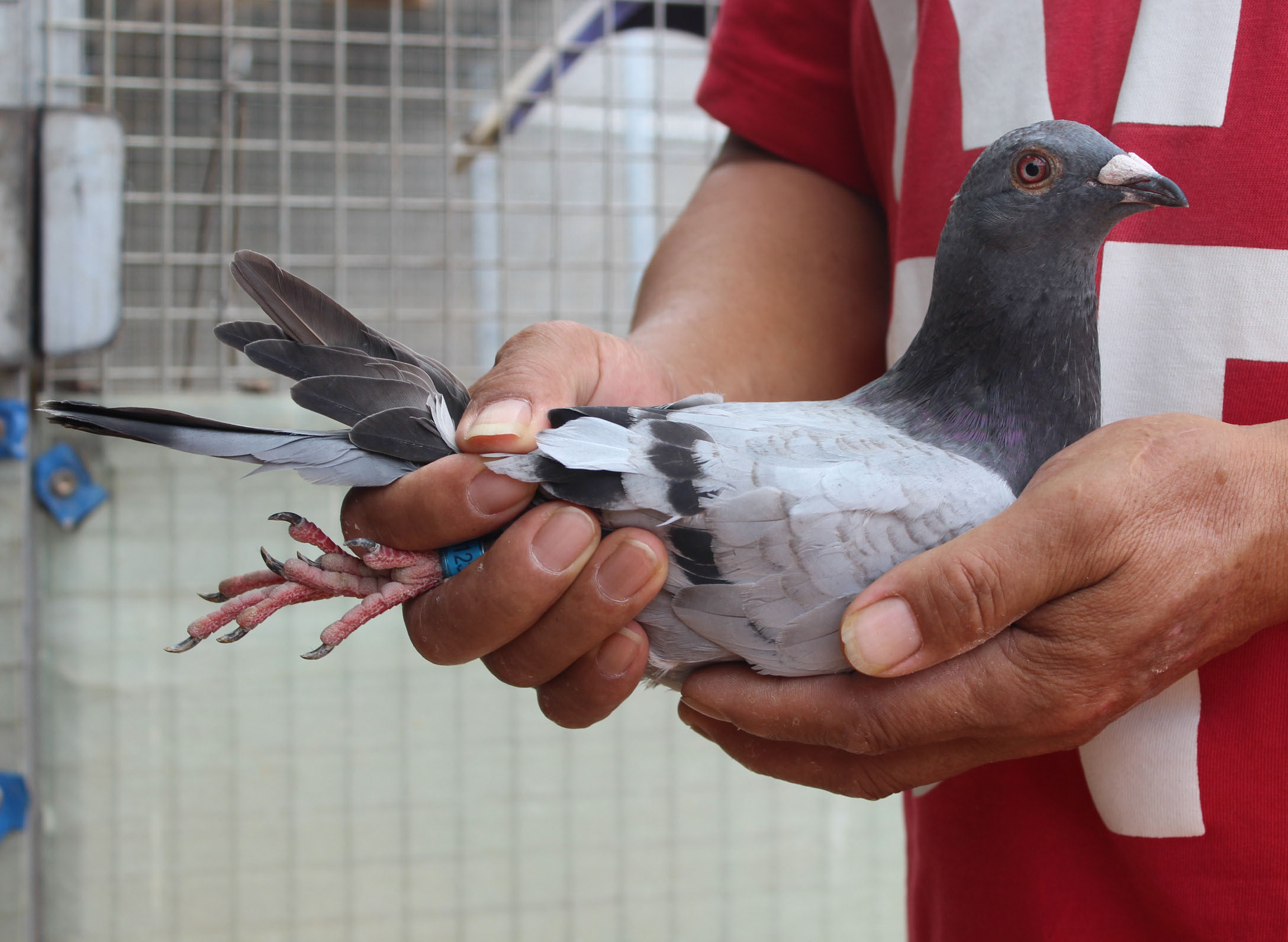 信鸽在线拍卖平台