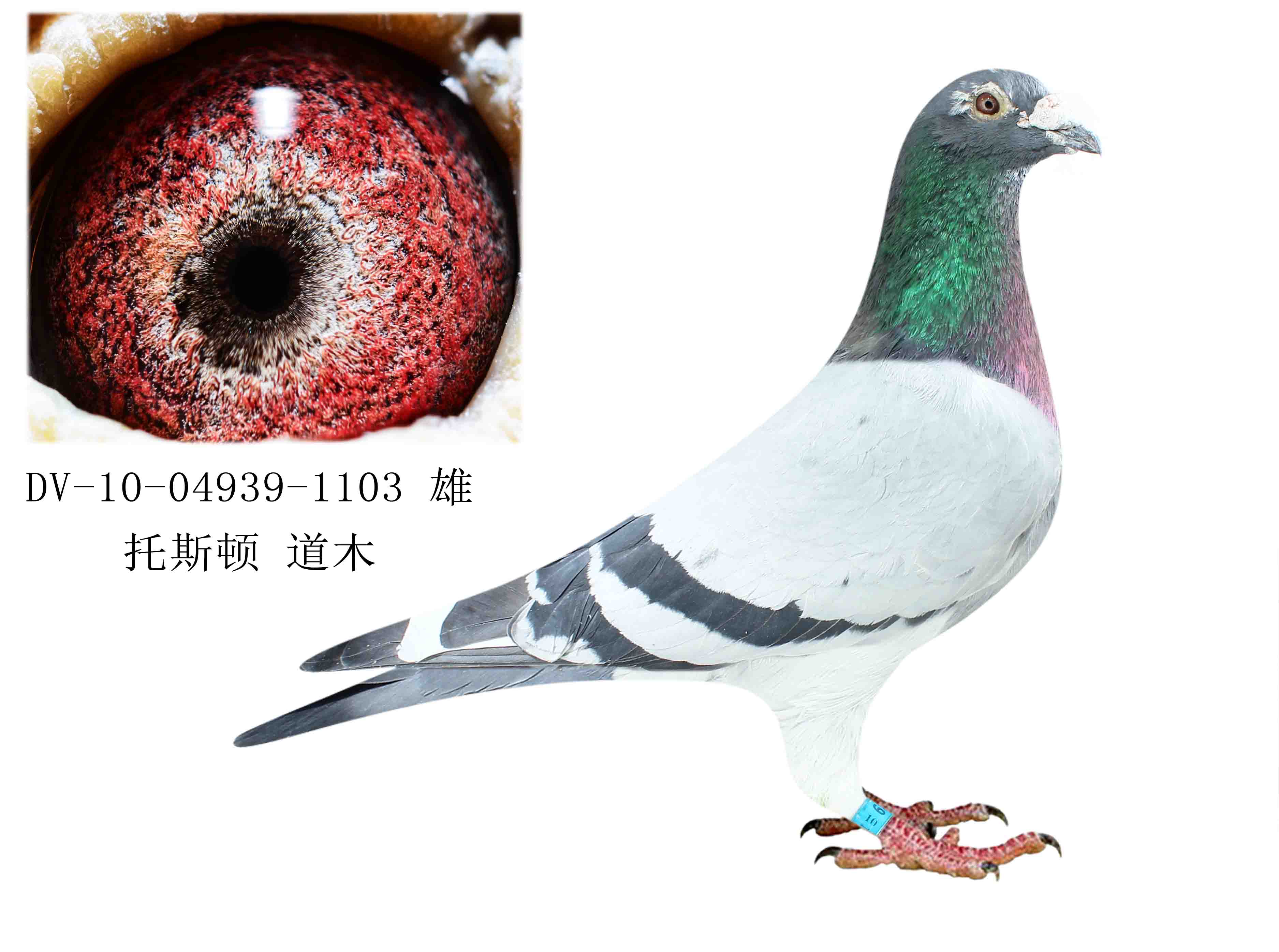 信鸽在线拍卖平台 - 中国信鸽信息网