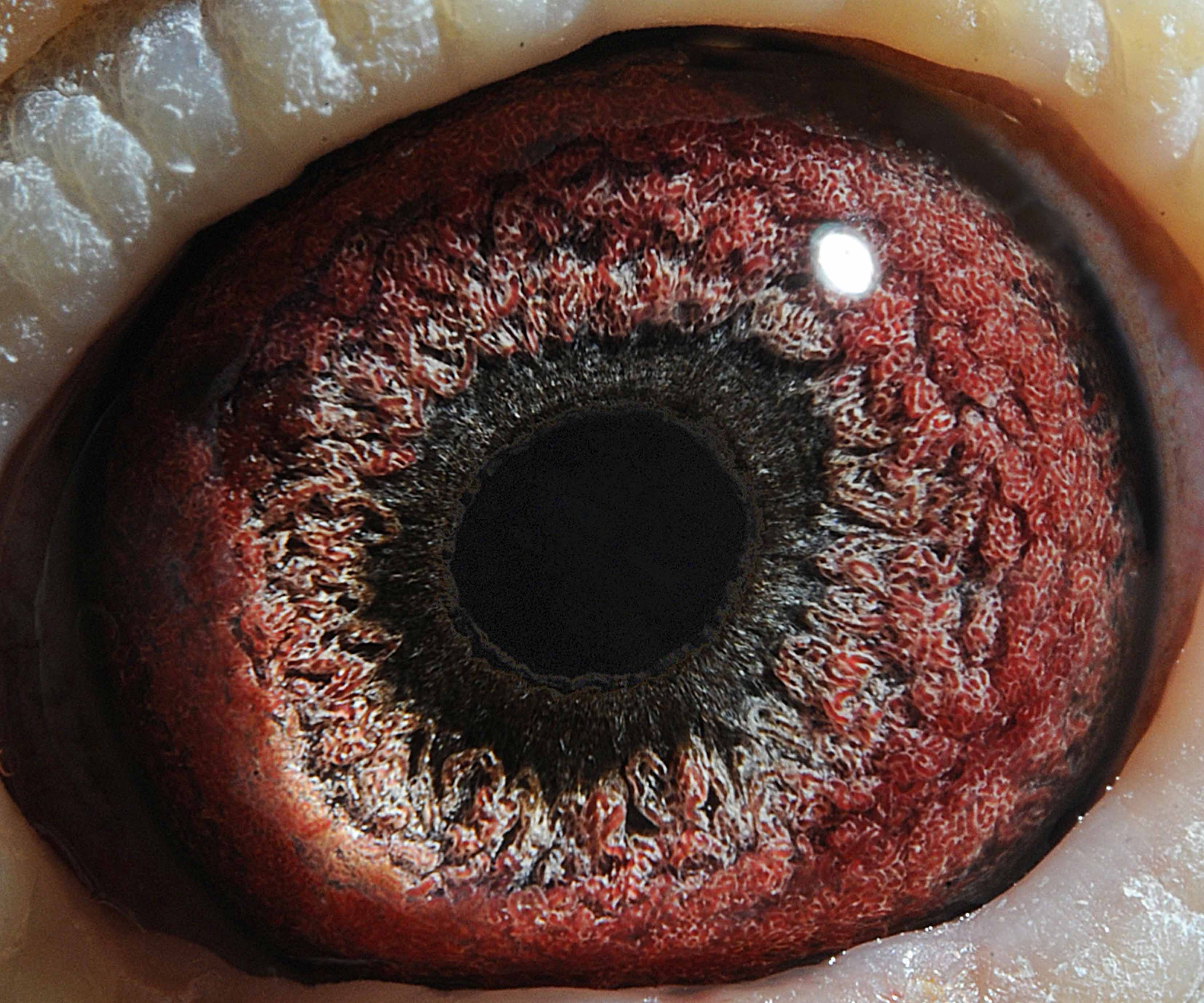 信鸽在线拍卖平台 - 中国信鸽信息网