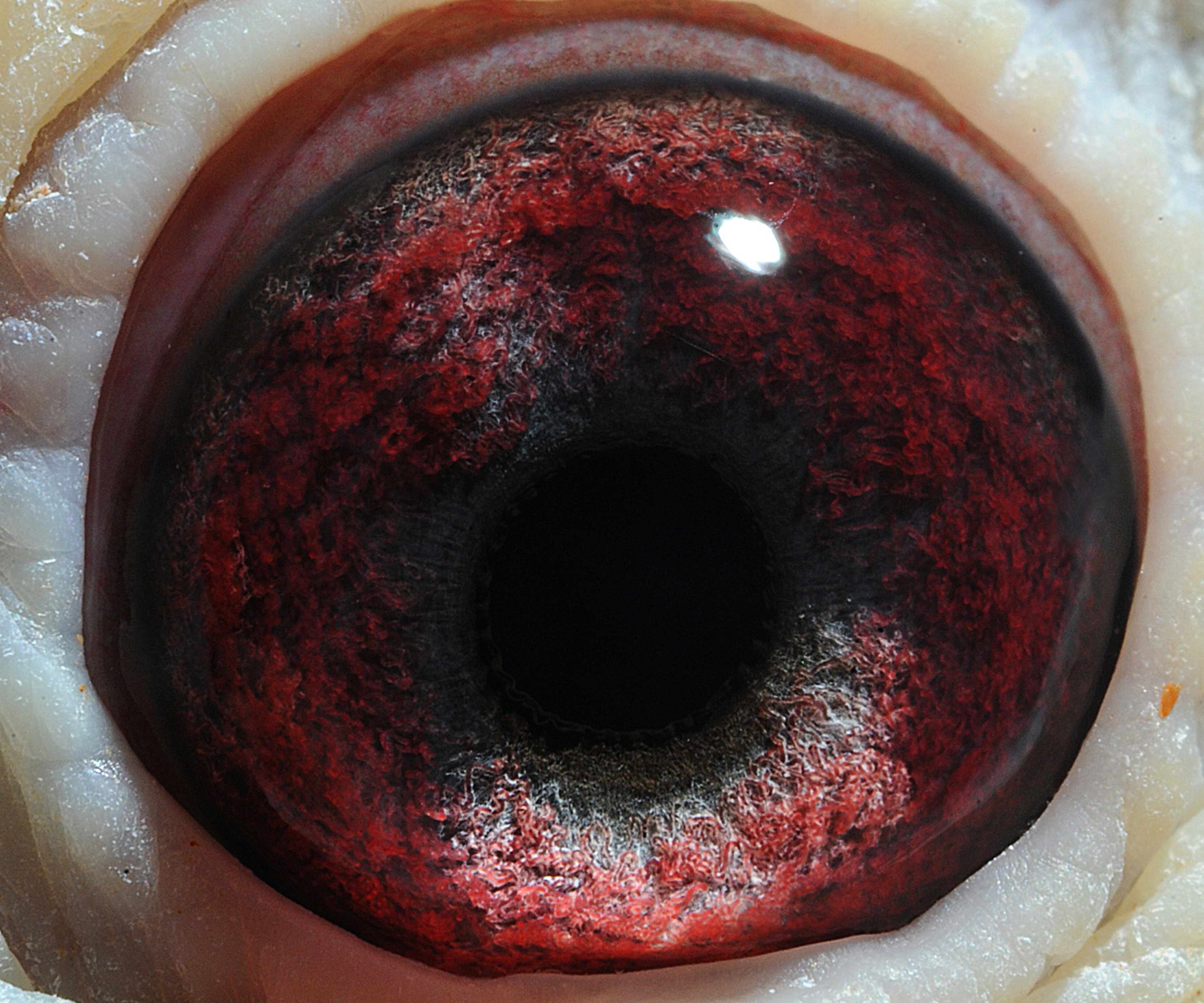 >> 查看拍卖商品