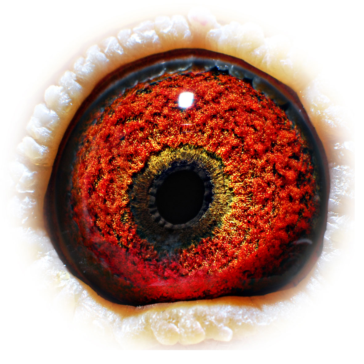 信鸽在线拍卖平台 - 中国信鸽信息网