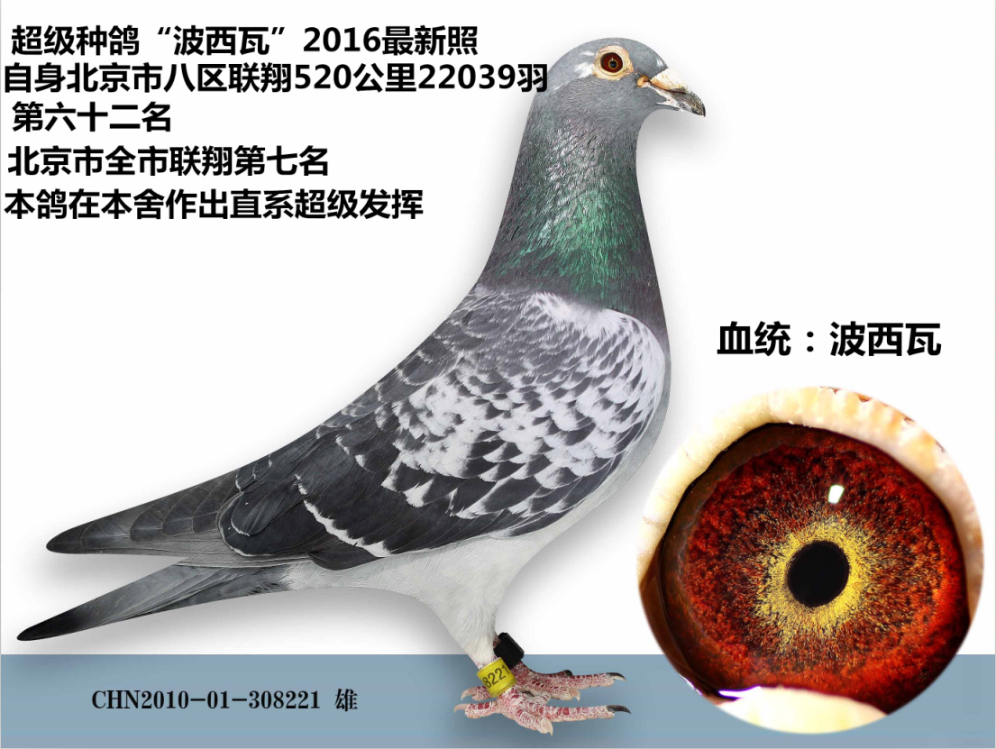 信鸽在线拍卖平台 - 中国信鸽信息网