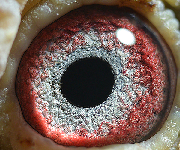 信鸽在线拍卖平台 - 中国信鸽信息网