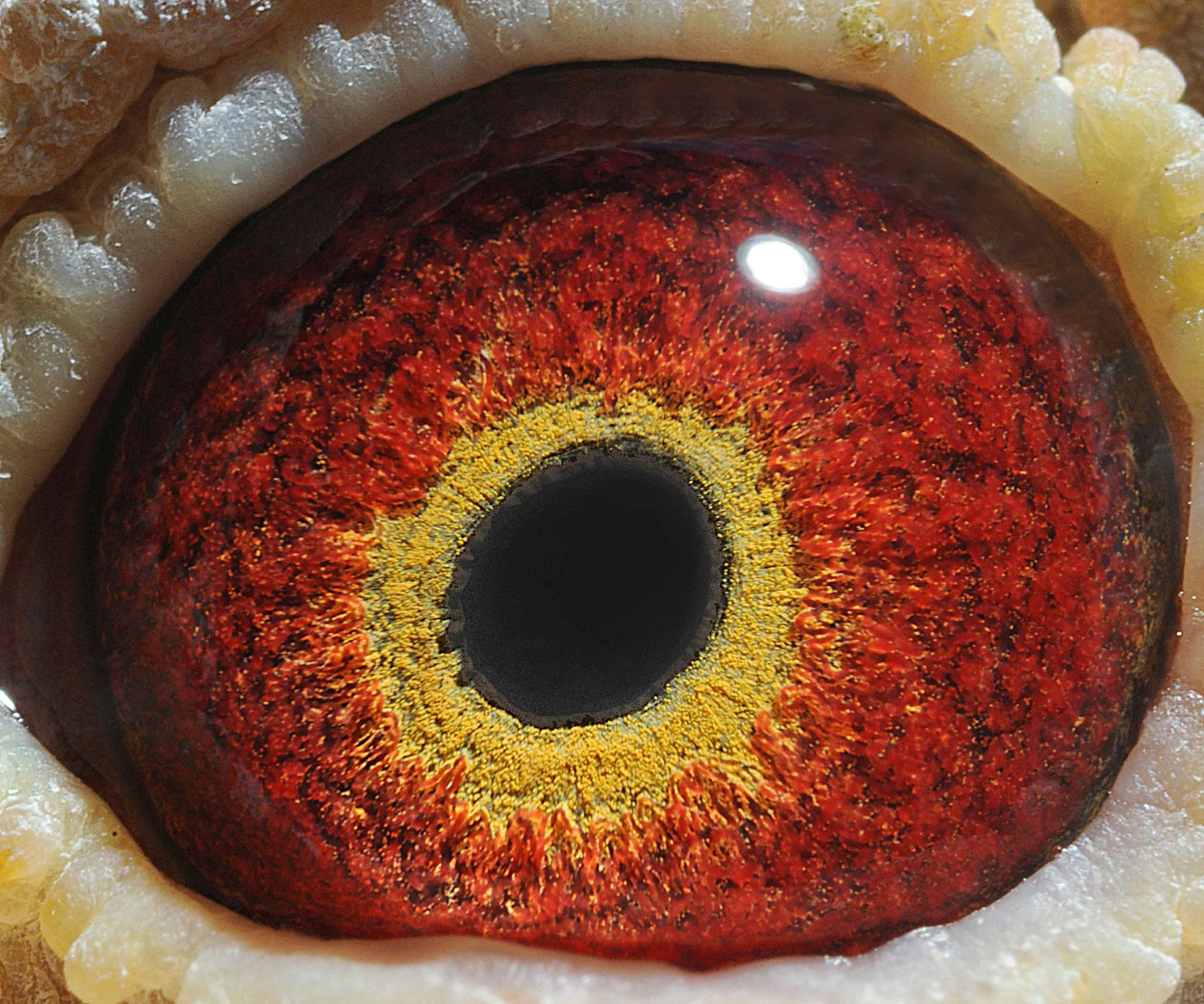 商品 首 页  铭 鸽  新鸽上架  推荐铭鸽  定价鸽  信鸽拍卖 黄金配对