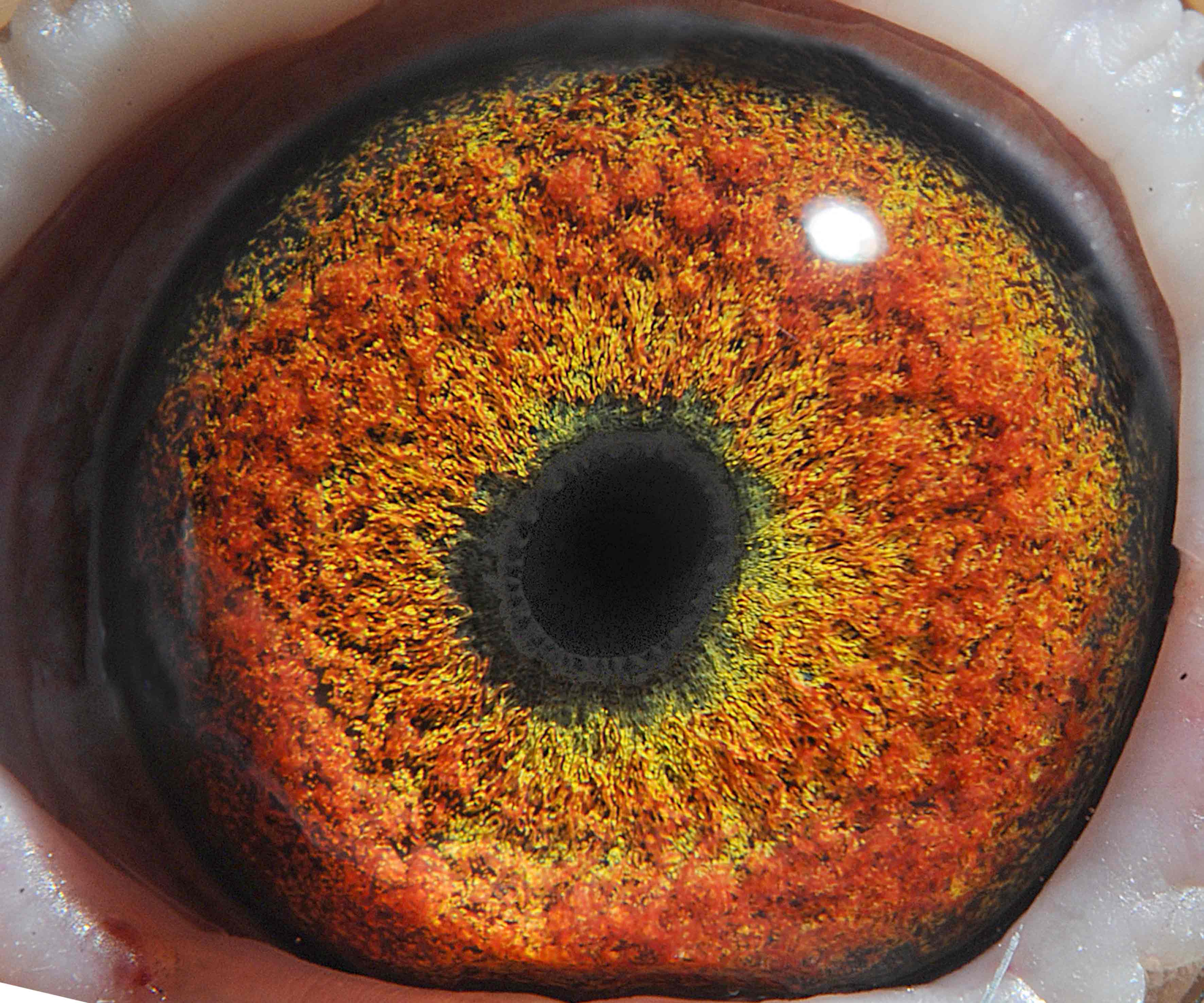 腾达信鸽摄影在线拍鸽