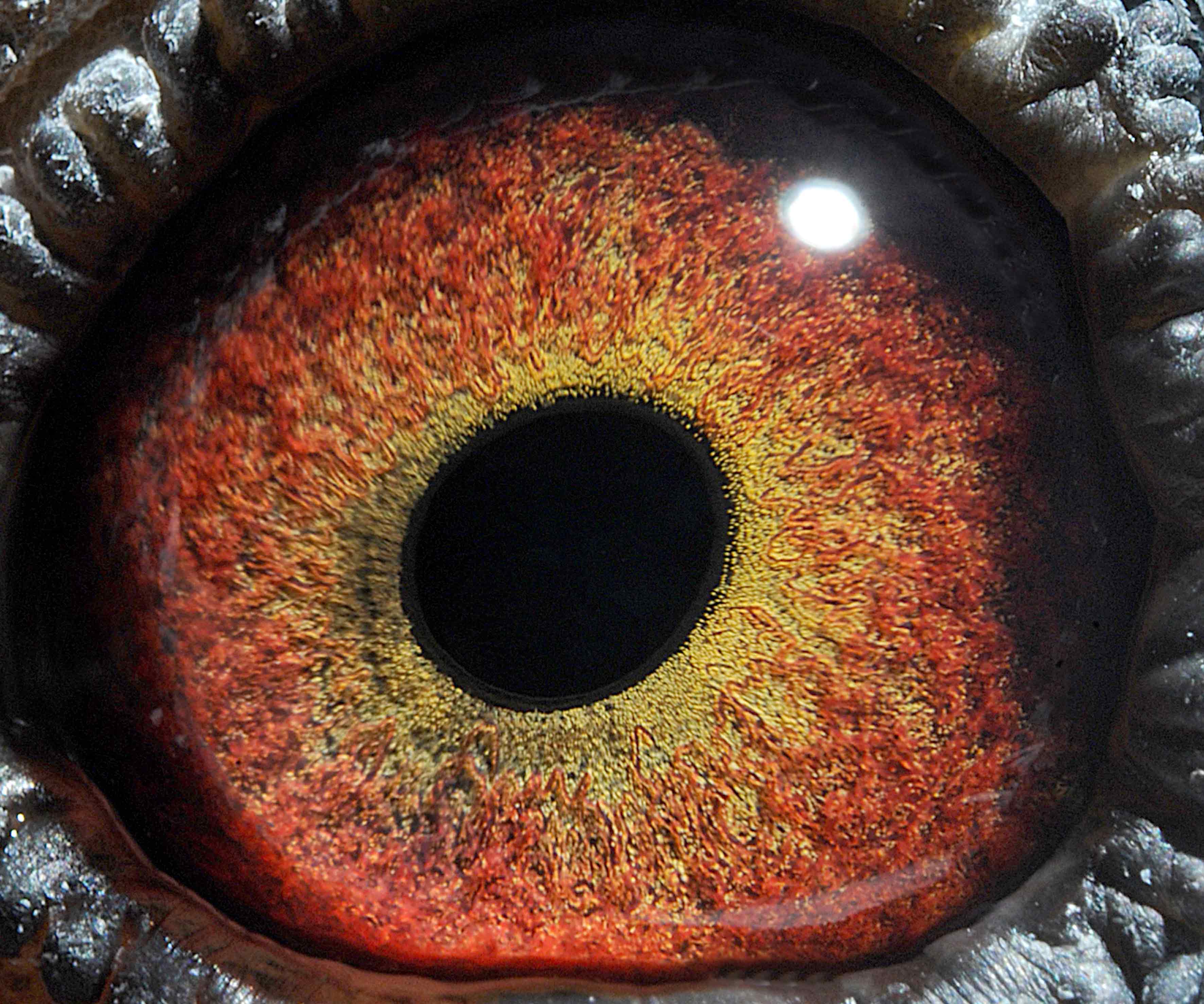 信鸽在线拍卖平台 - 中国信鸽信息网