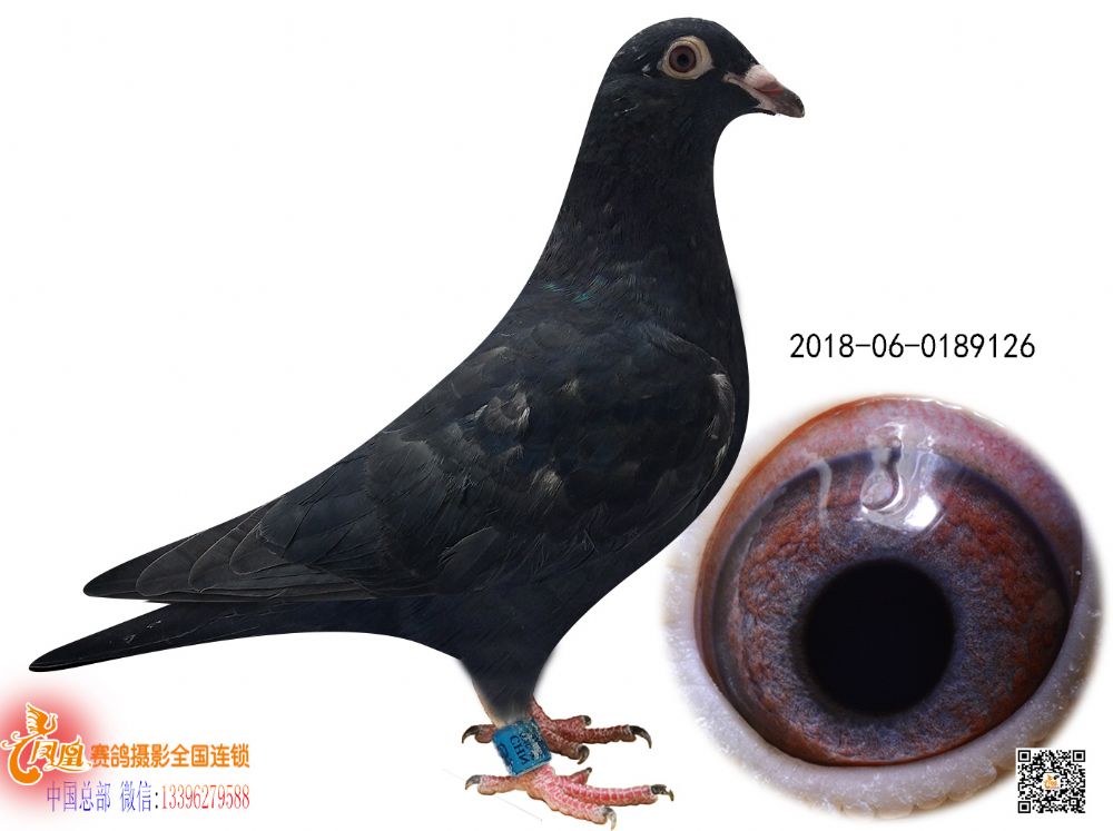 信鸽在线拍卖平台 - 中国信鸽信息网