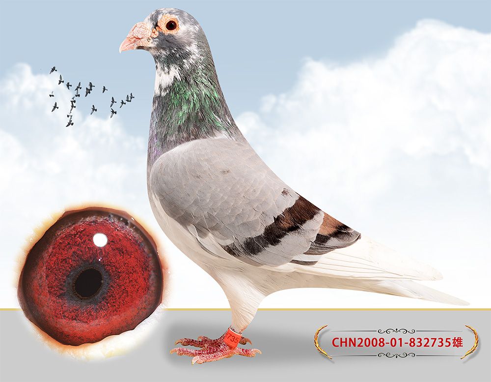 信鸽在线拍卖平台 - 中国信鸽信息网